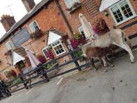 THE HORSE AND GROOM - image 1